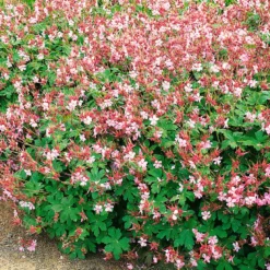 Trockenresistente Stauden Set, 18 Pflanzen Für 3 M², Bunt 27 Trockenresistente Stauden Set, 18 Pflanzen Für 3 M², Bunt -Elho || LECHUZA Verkäufe 0319100482 Geranium macror Spessart 3er Set 1 107570