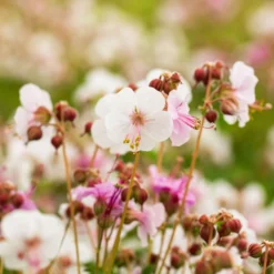 Trockenresistente Stauden Set, 18 Pflanzen Für 3 M², Bunt 30 Trockenresistente Stauden Set, 18 Pflanzen Für 3 M², Bunt -Elho || LECHUZA Verkäufe 0319100482 Geranium macror Spessart 3er Set 4 107567