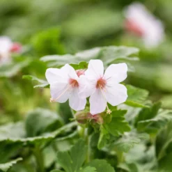 Trockenresistente Stauden Set, 18 Pflanzen Für 3 M², Bunt 29 Trockenresistente Stauden Set, 18 Pflanzen Für 3 M², Bunt -Elho || LECHUZA Verkäufe 0319100482 Geranium macror Spessart 3er Set 5 107568