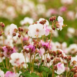 Trockenresistente Stauden Set, 18 Pflanzen Für 3 M², Bunt 31 Trockenresistente Stauden Set, 18 Pflanzen Für 3 M², Bunt -Elho || LECHUZA Verkäufe 0319100482 Geranium macror Spessart 3er Set 6 107566