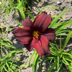 Taglilie Dunkelrot, Topf-Ø 11 Cm, 3er-Set