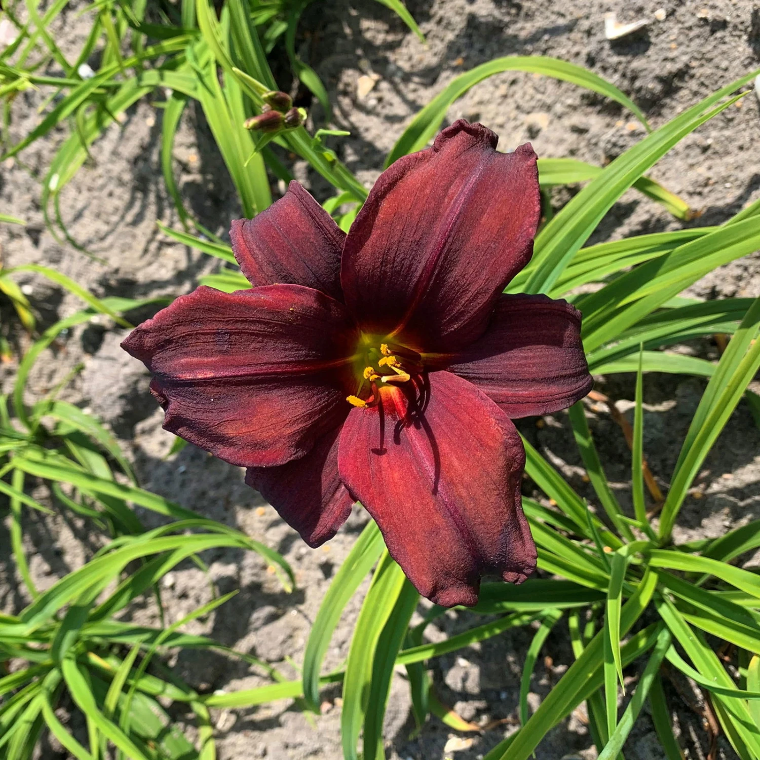 Taglilie Dunkelrot, Topf-Ø 11 Cm, 3er-Set 1 Taglilie Dunkelrot, Topf-Ø 11 Cm, 3er-Set