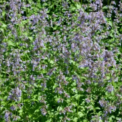 Bio Katzenminze 'Blue Danube' Blau, Topf-Ø 9 Cm, 3er-Set