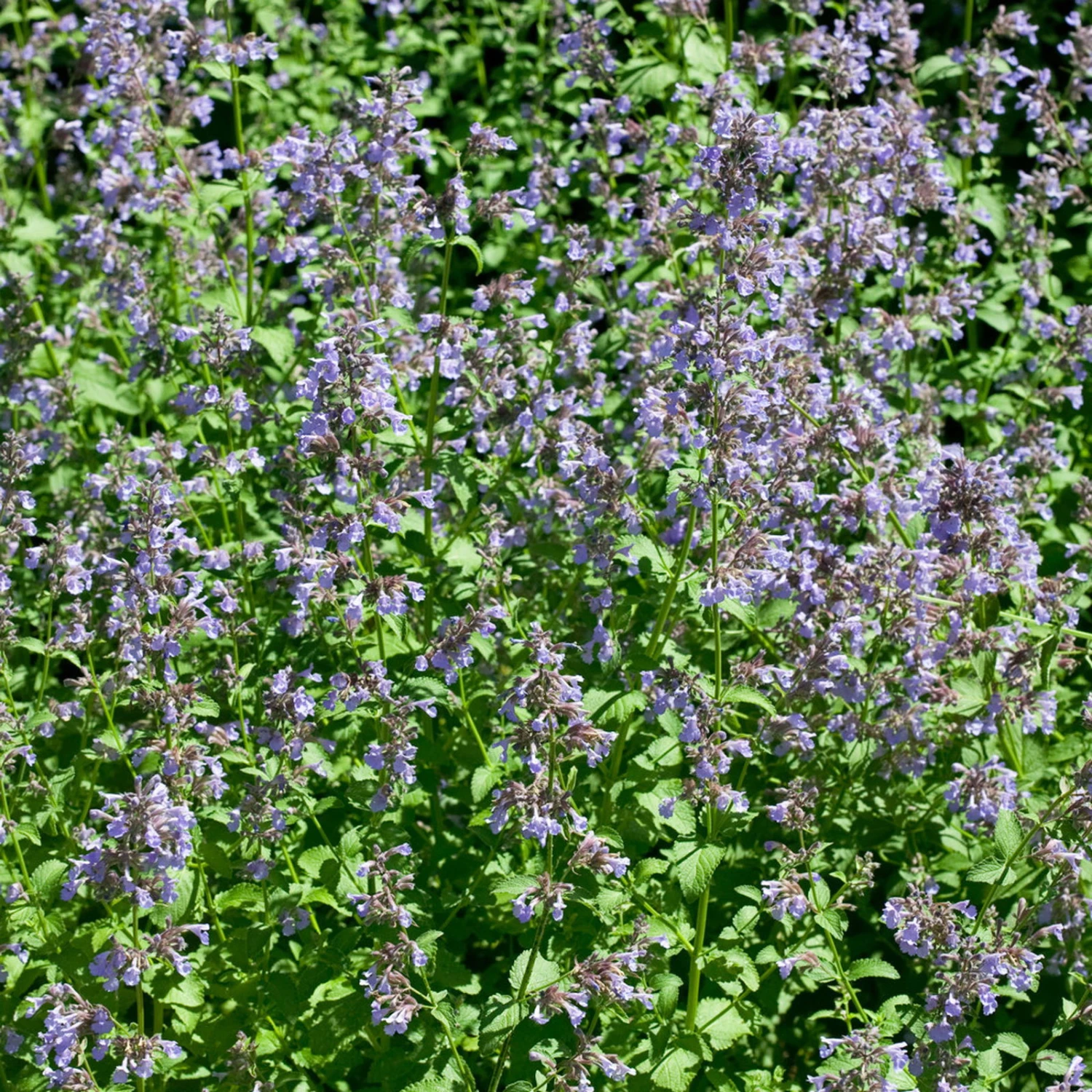 Bio Katzenminze 'Blue Danube' Blau, Topf-Ø 9 Cm, 3er-Set 1 Bio Katzenminze 'Blue Danube' Blau, Topf-Ø 9 Cm, 3er-Set