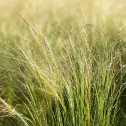 Pflanzenset 'Spätsommer-Gold' Gelb-orange, Topf-Ø 12 Cm, 4er-Set -Elho || LECHUZA Verkäufe 0319100517 Stipa tenuissima Ponytails 3er Set 2 107950