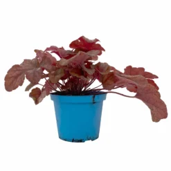 Heucherella 'Buttered Rum®', Karamellfarben, Topf-Ø 12 Cm, 3er-Set -Elho || LECHUZA Verkäufe 0319100529 Heucherella Buttered Rum 12cm karamellfarben 3er Set 1 114772
