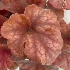 Heucherella 'Buttered Rum®', Karamellfarben, Topf-Ø 12 Cm, 3er-Set -Elho || LECHUZA Verkäufe 0319100529 Heucherella Buttered Rum 12cm karamellfarben 3er Set 3 114717