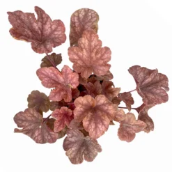 Heucherella 'Buttered Rum®', Karamellfarben, Topf-Ø 12 Cm, 3er-Set -Elho || LECHUZA Verkäufe 0319100529 Heucherella Buttered Rum 12cm karamellfarben 3er Set 4 114773