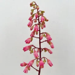 Purpurglöckchen 'Peppermint Spice' Grün-rosa, Topf-Ø 12 Cm, 3er-Set -Elho || LECHUZA Verkäufe 0319100530 Heuchera Peppermint Spice 12cm Blatt dunkelgruen 3er Set 10 114716