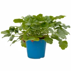 Purpurglöckchen 'Peppermint Spice' Grün-rosa, Topf-Ø 12 Cm, 3er-Set -Elho || LECHUZA Verkäufe 0319100530 Heuchera Peppermint Spice 12cm Blatt dunkelgruen 3er Set 2 114777