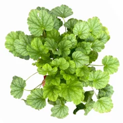 Purpurglöckchen 'Peppermint Spice' Grün-rosa, Topf-Ø 12 Cm, 3er-Set -Elho || LECHUZA Verkäufe 0319100530 Heuchera Peppermint Spice 12cm Blatt dunkelgruen 3er Set 5 114778