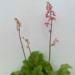 Purpurglöckchen 'Peppermint Spice' Grün-rosa, Topf-Ø 12 Cm, 3er-Set -Elho || LECHUZA Verkäufe 0319100530 Heuchera Peppermint Spice 12cm Blatt dunkelgruen 3er Set 9 114715