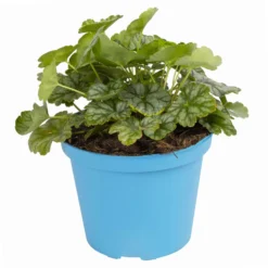 Purpurglöckchen 'Peppermint Spice' Grün-rosa, Topf-Ø 12 Cm, 3er-Set -Elho || LECHUZA Verkäufe 0319100530 Heuchera Peppermint Spice 12cm Blatt dunkelgruen 1 114775