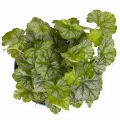 Purpurglöckchen 'Peppermint Spice' Grün-rosa, Topf-Ø 12 Cm, 3er-Set -Elho || LECHUZA Verkäufe 0319100530 Heuchera Peppermint Spice 12cm Blatt dunkelgruen 2 114776