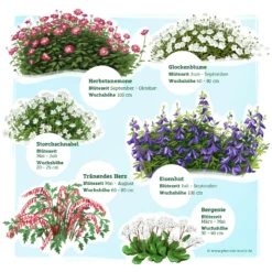 Schattenstauden Set, 18 Pflanzen Für 3 M², Bunt -Elho || LECHUZA Verkäufe 0319100546 Schatten Staudenset 3m2 2 122224
