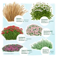 Trockenresistente Stauden Set, 18 Pflanzen Für 3 M², Bunt 22 Trockenresistente Stauden Set, 18 Pflanzen Für 3 M², Bunt -Elho || LECHUZA Verkäufe 0319100548 Trockenresistente Stauden Mix 1 Set 18 Pflanzen fuer 3m 2 123682