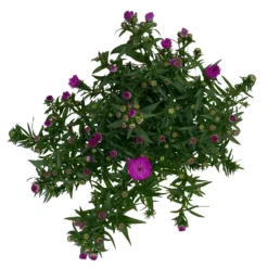 Aster Novi-belgii, Rosa Gefüllt, Topf-Ø 12 Cm, 3er-Set 7 Aster Novi-belgii, Rosa Gefüllt, Topf-Ø 12 Cm, 3er-Set -Elho || LECHUZA Verkäufe 0319200002 Aster novi belgii T12 rosa gefuellt 3er Set WS 4 95811
