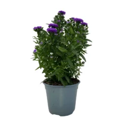 Aster Novi-belgii, Blau Gefüllt, Topf-Ø 12 Cm, 3er-Set -Elho || LECHUZA Verkäufe 0319200003 Aster novi belgii T12 blau gefuellt 3er Set WS 3 95812
