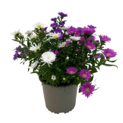 Aster Novi-belgii 'Trio', 3er-Set, Weiß-rosa-blau, Topf 12/13 Cm Ø -Elho || LECHUZA Verkäufe 0319200007 Aster novi belgii gefuellt Trio weiss rosa blau 3er Set WS 2 95821