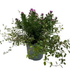 Aster & Mühlenbeckia, 3er-Set, Rosa Gefüllt, Topf 12/13 Cm Ø -Elho || LECHUZA Verkäufe 0319200009 Aster novi belgii Muehlenbeckia rosa 3er Set WS 2 95824