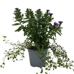 Aster & Mühlenbeckia, 3er-Set, Blau Gefüllt, Topf 12/13 Cm Ø