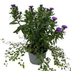 Aster & Mühlenbeckia, 3er-Set, Blau Gefüllt, Topf 12/13 Cm Ø 10 Aster & Mühlenbeckia, 3er-Set, Blau Gefüllt, Topf 12/13 Cm Ø -Elho || LECHUZA Verkäufe 0319200010 Aster novi belgii Muehlenbeckia blau 3er Set WS 3 95828