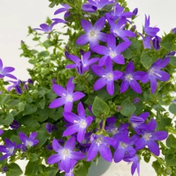 Hängepolster-Glockenblume 'Adansa® Purple' Blau-weiß, Topf-Ø 15 Cm, 3er-Set -Elho || LECHUZA Verkäufe 0319200068 Campanula posch Adansa Purple blau weisses Auge 3er Set 8 111165