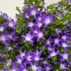 Hängepolster-Glockenblume 'Adansa® Purple' Blau-weiß, Topf-Ø 15 Cm, 3er-Set -Elho || LECHUZA Verkäufe 0319200068 campanula poschaskyana adansa purple blau weiss 3 125036