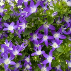 Hängepolster-Glockenblume 'Adansa® Purple' Blau-weiß, Topf-Ø 15 Cm, 3er-Set -Elho || LECHUZA Verkäufe 0319200068 campanula poschaskyana adansa purple blau weiss 4 125035