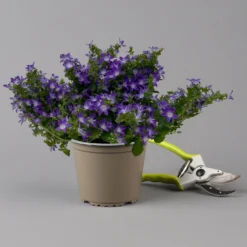 Hängepolster-Glockenblume 'Adansa® Purple' Blau-weiß, Topf-Ø 15 Cm, 3er-Set -Elho || LECHUZA Verkäufe 0319200068 campanula poschaskyana adansa purple blau weiss f 126063