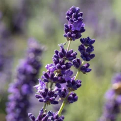 Lavendel, Ballen-Ø Ca. 7 Cm, 2x 6er-Tray -Elho || LECHUZA Verkäufe 0319200073 0319200133 0319200090 0319200074 0320500566 Lavandula angustifolia 1 125846