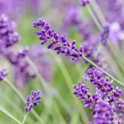 Lavendel, Ballen-Ø Ca. 7 Cm, 2x 6er-Tray -Elho || LECHUZA Verkäufe 0319200073 0319200133 0319200090 0319200074 0320500566 Lavandula angustifolia 125848