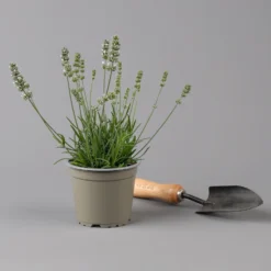Lavendel Weiß, Topf-Ø 13 Cm, 3er-Set -Elho || LECHUZA Verkäufe 0319200155 0319200156 lavandula angustifolia weiss 1 124065