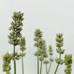 Lavendel Weiß, Topf-Ø 13 Cm, 3er-Set -Elho || LECHUZA Verkäufe 0319200155 0319200156 lavandula angustifolia weiss 8 123846