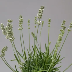 Lavendel Weiß, Topf-Ø 13 Cm, 3er-Set -Elho || LECHUZA Verkäufe 0319200155 0319200156 lavandula angustifolia weiss 9 124066