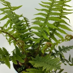 Goldschuppenfarn, Topf-Ø 17 Cm, 2er-Set -Elho || LECHUZA Verkäufe 0319200159 dryopteris affinis 10 125046