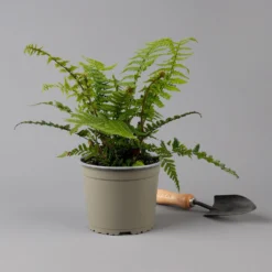 Goldschuppenfarn, Topf-Ø 17 Cm, 2er-Set -Elho || LECHUZA Verkäufe 0319200159 dryopteris affinis f 126005