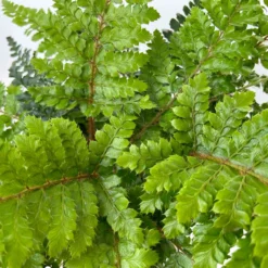 Japanischer Schildfarn, Topf-Ø 17 Cm, 2er-Set -Elho || LECHUZA Verkäufe 0319200160 polystichum polyblepharum 11 125048