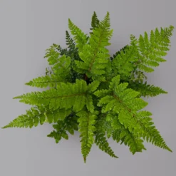Japanischer Schildfarn, Topf-Ø 17 Cm, 2er-Set -Elho || LECHUZA Verkäufe 0319200160 polystichum polyblepharum 125899