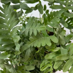 Gewöhnlicher Tüpfelfarn, Topf-Ø 17 Cm, 2er-Set -Elho || LECHUZA Verkäufe 0319200161 polypodium vulgare 5 125049