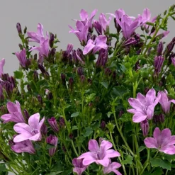 Glockenblume 'Ambella® Pink' Rosa, Topf-Ø 15 Cm, 3er-Set -Elho || LECHUZA Verkäufe 0319200163 campanula ambella pink 1 124075