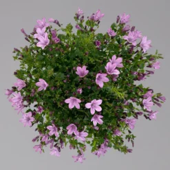 Glockenblume 'Ambella® Pink' Rosa, Topf-Ø 15 Cm, 3er-Set -Elho || LECHUZA Verkäufe 0319200163 campanula ambella pink 3 124074