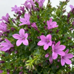 Glockenblume 'Ambella® Pink' Rosa, Topf-Ø 15 Cm, 3er-Set -Elho || LECHUZA Verkäufe 0319200163 campanula ambella pink 10 123849