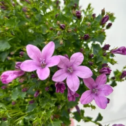 Glockenblume 'Ambella® Pink' Rosa, Topf-Ø 15 Cm, 3er-Set -Elho || LECHUZA Verkäufe 0319200163 campanula ambella pink 11 123851