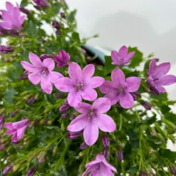 Glockenblume 'Ambella® Pink' Rosa, Topf-Ø 15 Cm, 3er-Set -Elho || LECHUZA Verkäufe 0319200163 campanula ambella pink 12 123850
