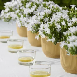 Polsterglockenblume 'Ambella® White' Weiß, Topf-Ø 15 Cm, 3er-Set -Elho || LECHUZA Verkäufe 0319200205 Campanula portenschl Ambella White weiss T15 3er Set 2 126560