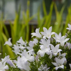 Polsterglockenblume 'Ambella® White' Weiß, Topf-Ø 15 Cm, 3er-Set -Elho || LECHUZA Verkäufe 0319200205 Campanula portenschl Ambella White weiss T15 3er Set 3 126559