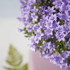 Glockenblume 'Ambella® Lavender' Hellviolett, Topf-Ø 15 Cm, 3er-Set -Elho || LECHUZA Verkäufe 0319200206 Campanula portenschl Ambella Lavender hellviolett T15 3er Set 15 126553