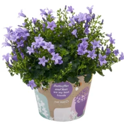 Glockenblume 'Ambella® Lavender' Hellviolett, Topf-Ø 15 Cm, 3er-Set -Elho || LECHUZA Verkäufe 0319200206 Campanula portenschl Ambella Lavender hellviolett T15 3er Set 18 126554