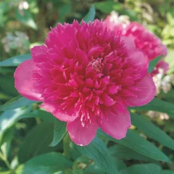 Kölle's Beste Pfingstrose 'Big Ben' Rot, 3 Liter Topf